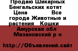 Продаю Шикарных Бенгальских котят › Цена ­ 17 000 - Все города Животные и растения » Кошки   . Амурская обл.,Мазановский р-н